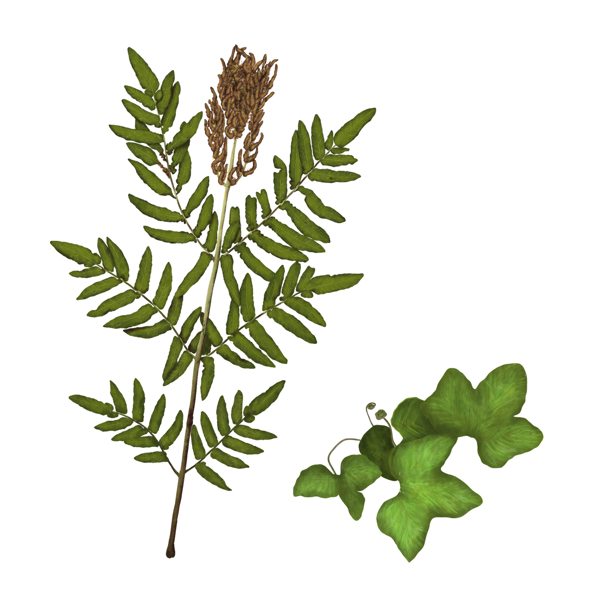 Royal fern Cedar House Ferns