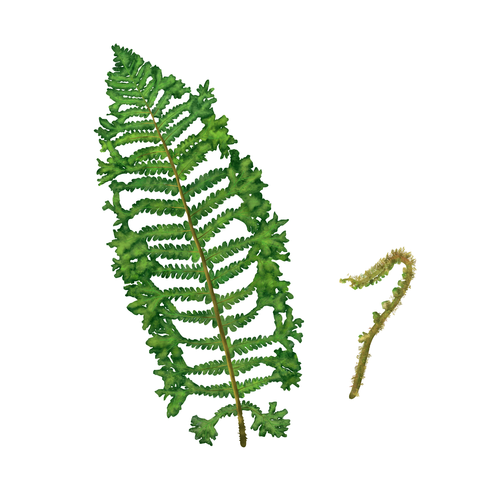 Crested Golden Scaled Male Fern