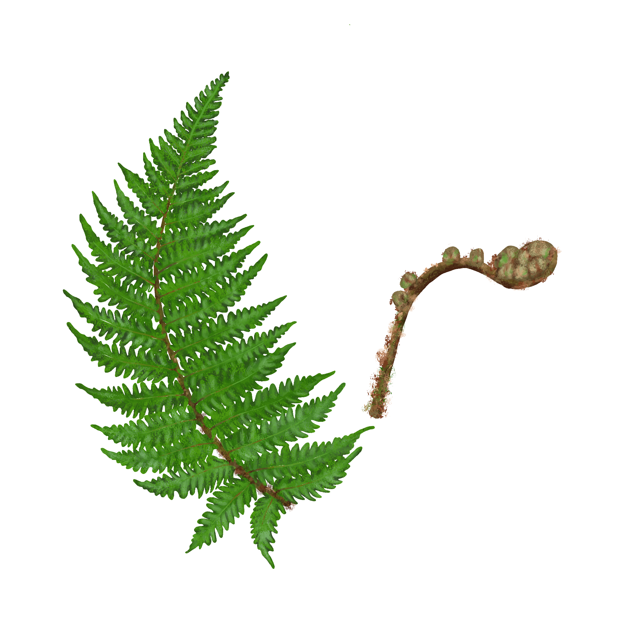 Yunnan Holly Fern – Cedar House Ferns